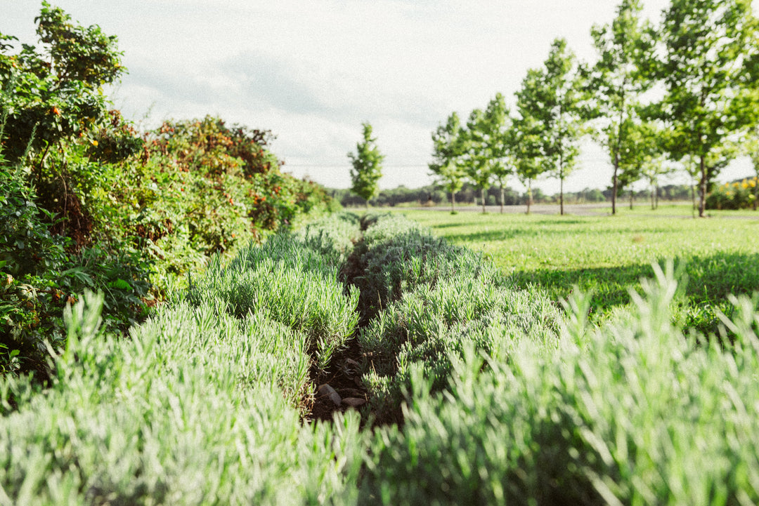 Maison Made Biodynamic Skincare Lavender