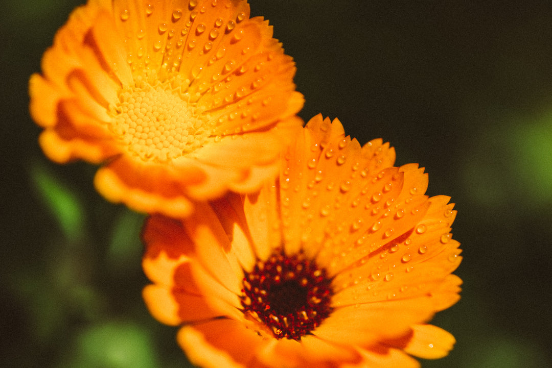 Maison Made Biodynamic Calendula Skincare