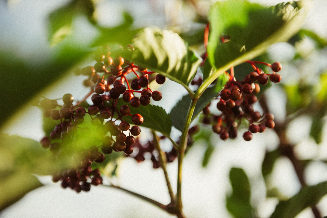 Maison Made Biodynamic Skincare Elderberry